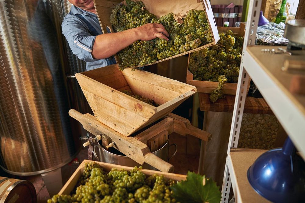 a man is pouring grapes into a wooden box