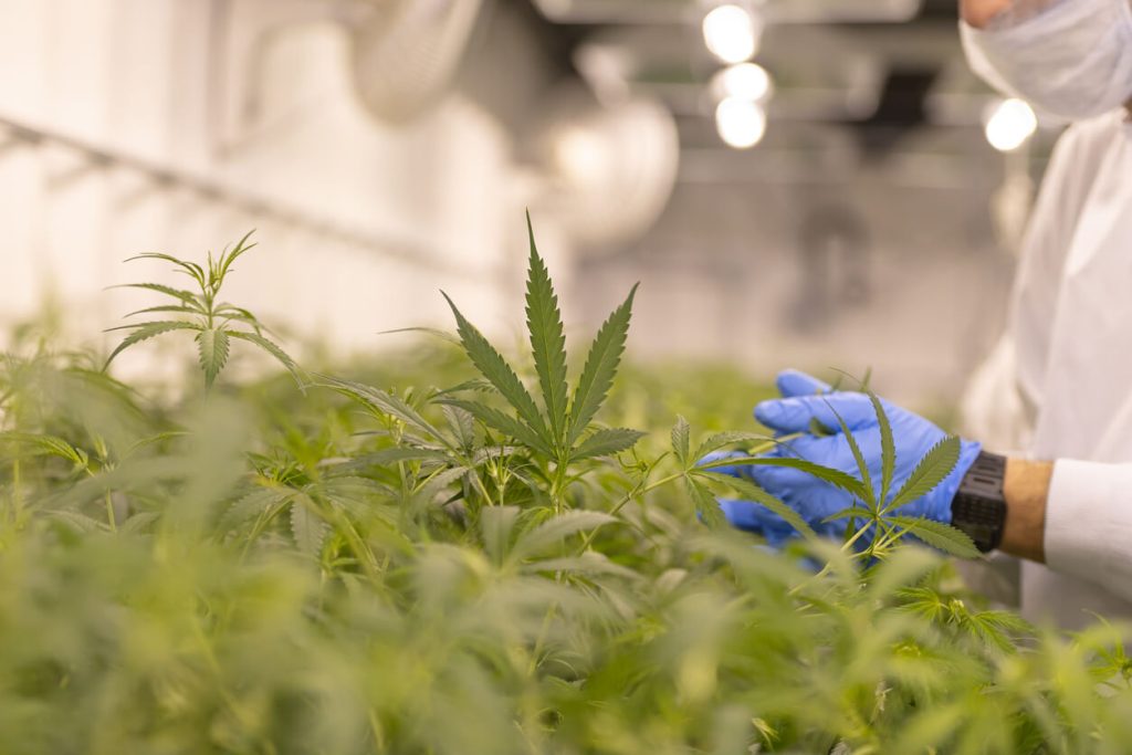 worker reviewing plants in grow house